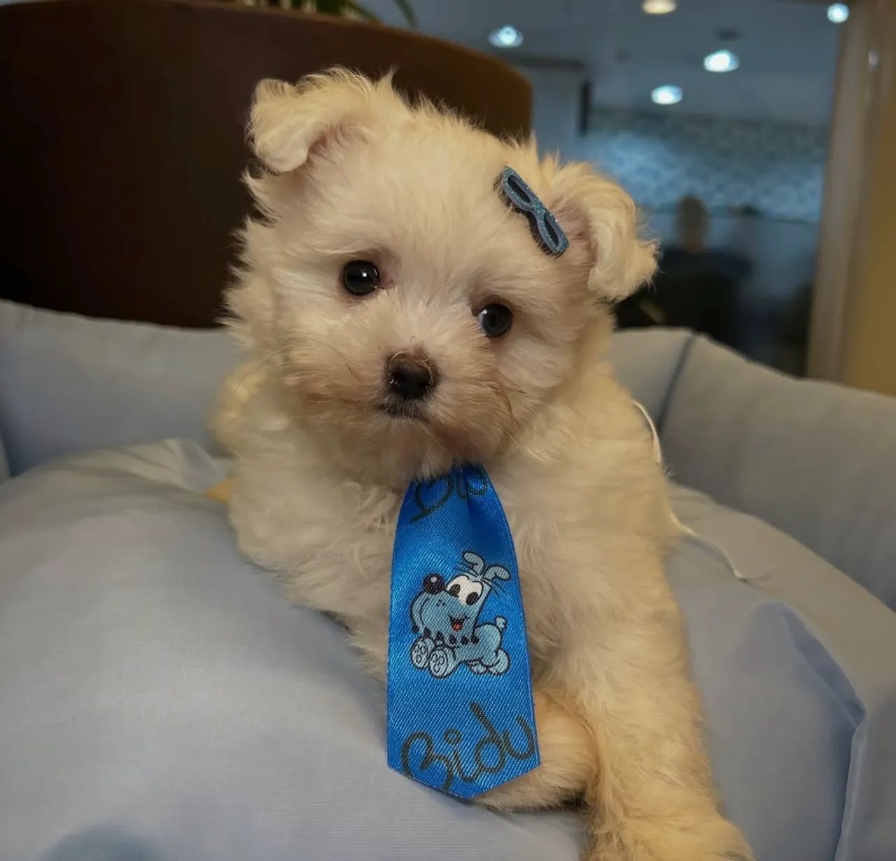 Adoção Maltês 4 meses . - Foto 2