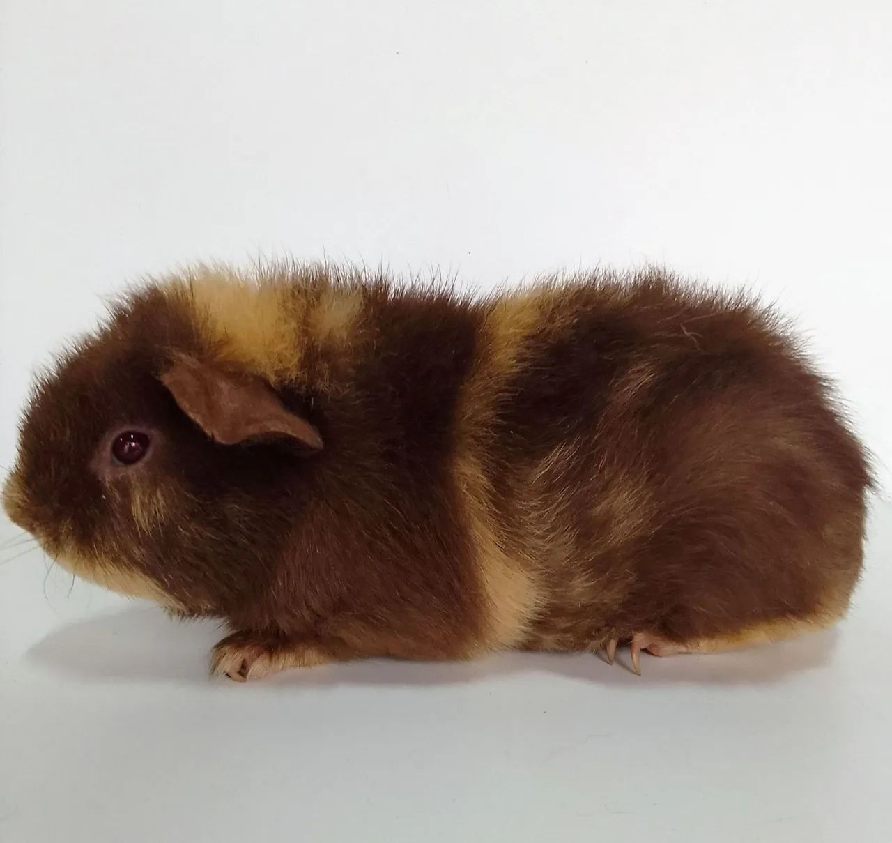 Porquinho da Índia 