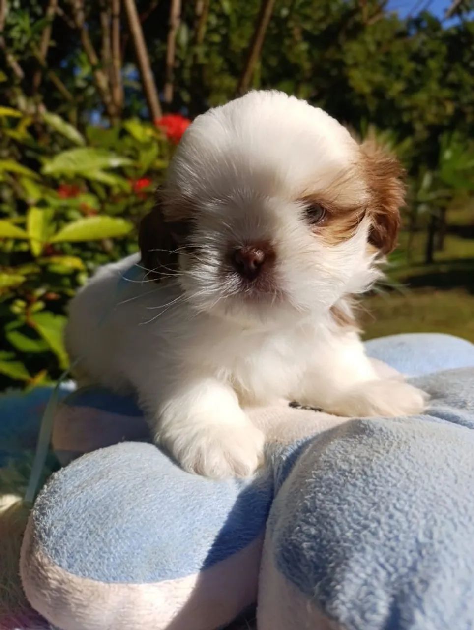 Shihtzu  - Foto 2