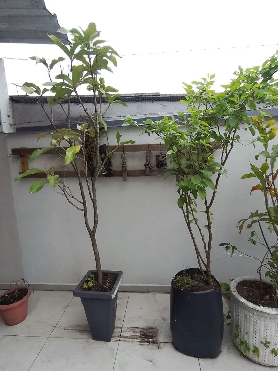 Planta frutífera  - Foto 4