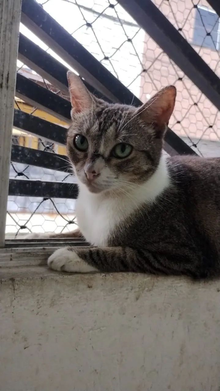 Gata fêmea castrada brincalhona