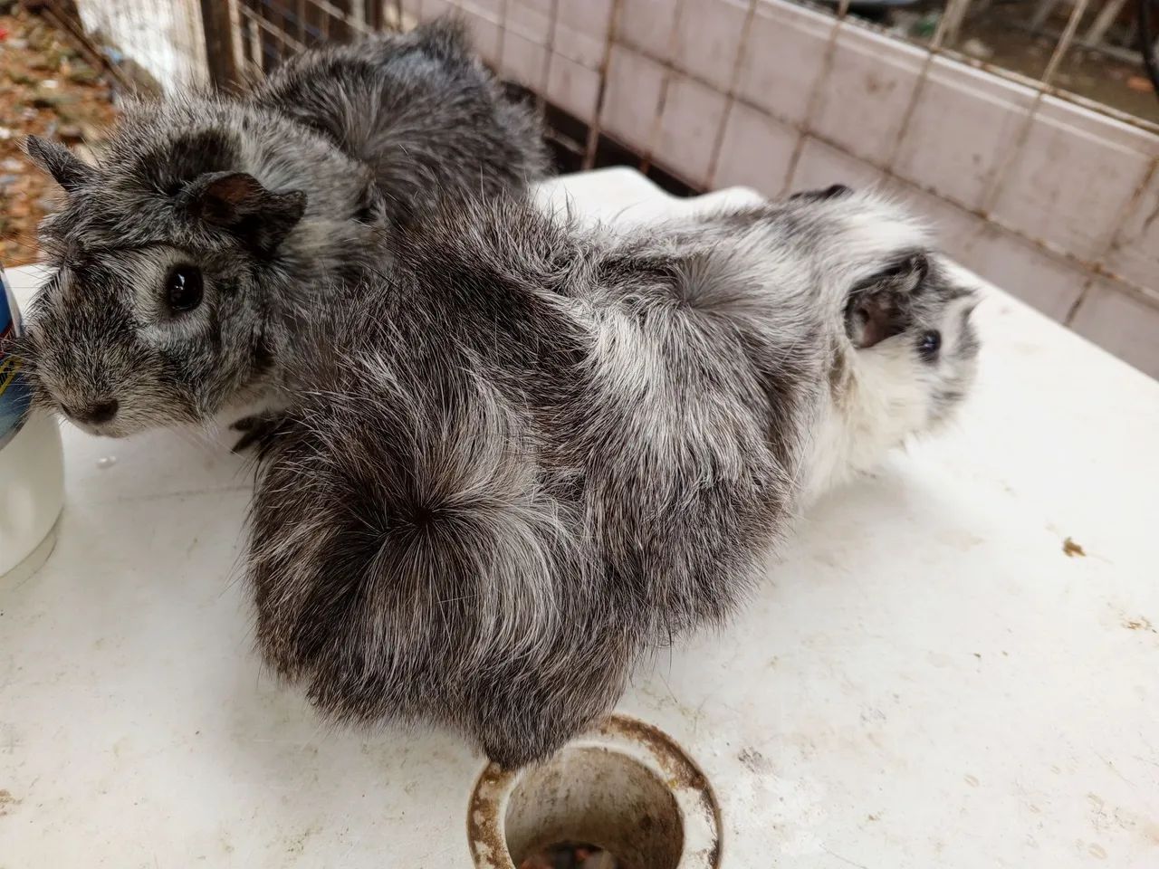 Estou vendendo um casal de porquinho da índia r$ 200 não  abaixo o valor não faço entregar - Foto 2