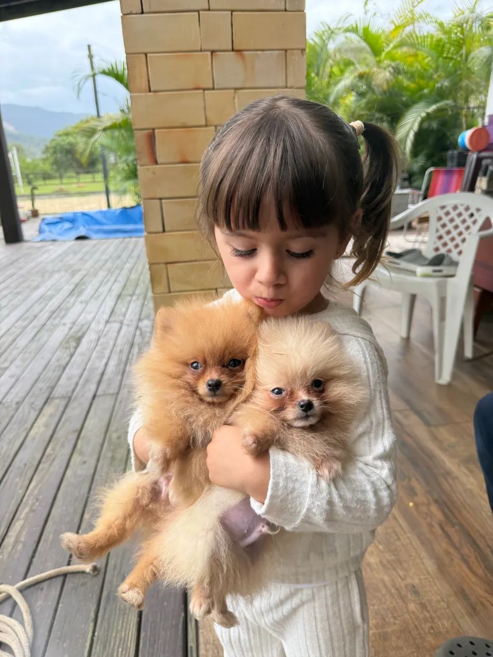 Lulu da pomerania 600 gramas  - Foto 4