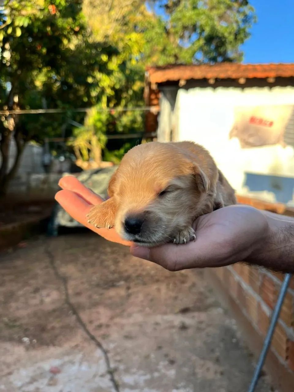 GOLDEN RETRIEVER - Ninhada disponível! <br>golden retriever - Foto 3