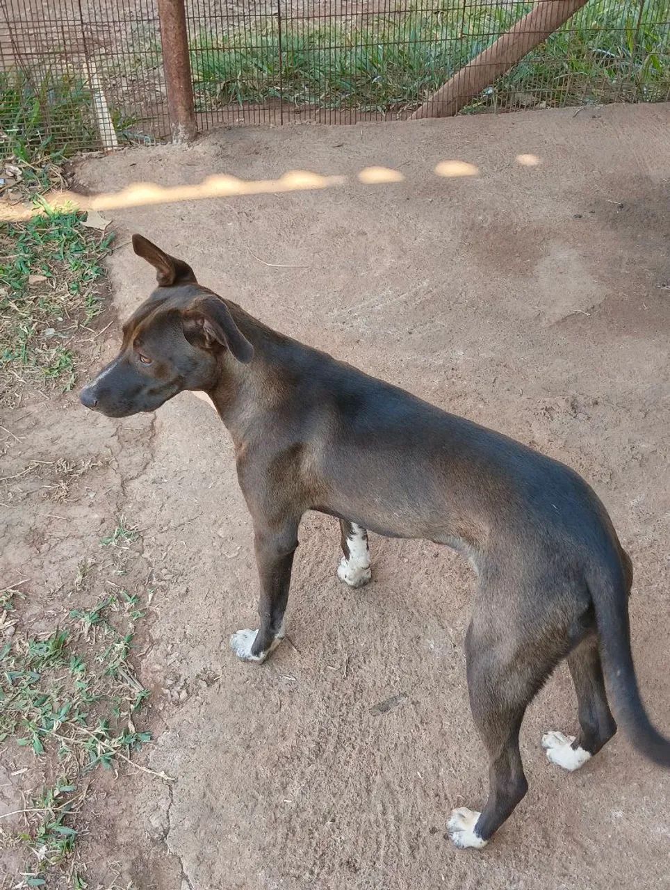 Doação de cachorro  - Foto 2