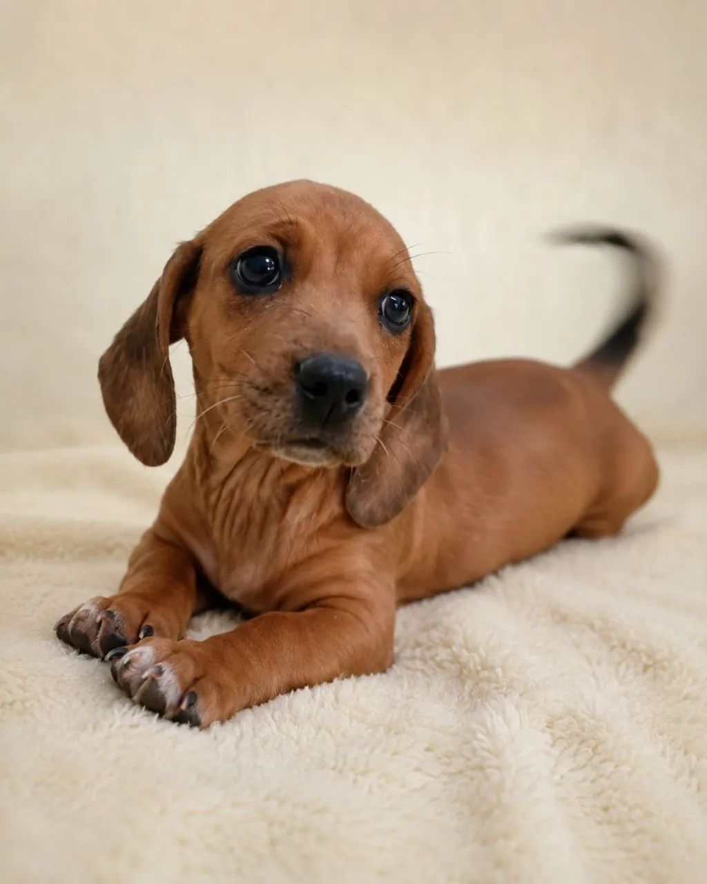 Dachshund - Macho  - Foto 2