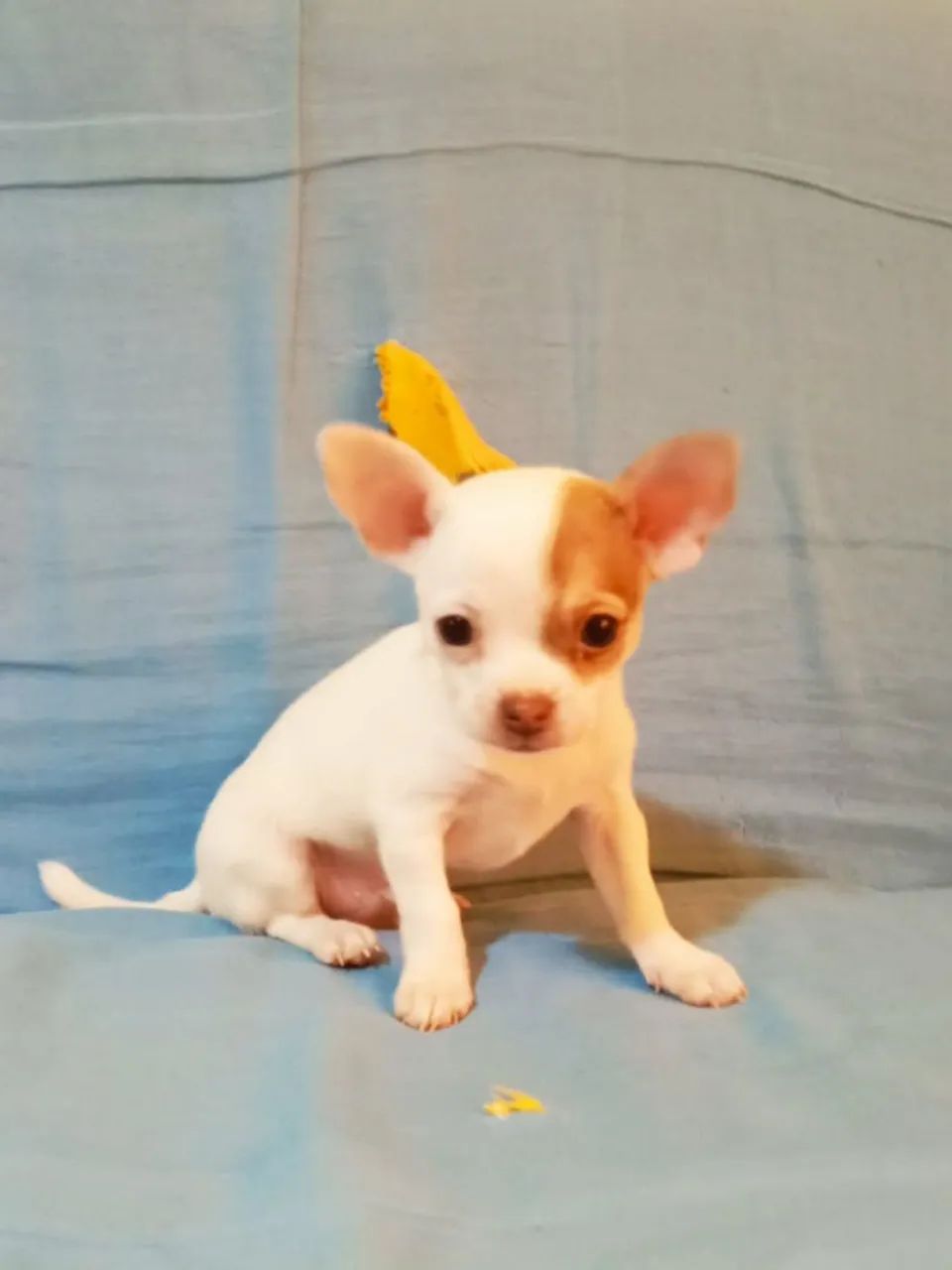 Chihuahua Macho - Foto 3