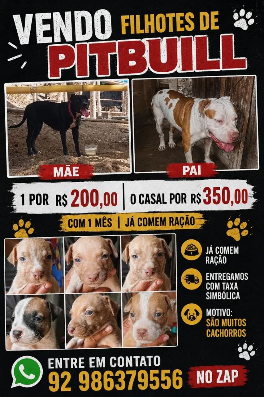 Filhotes de pitbull 