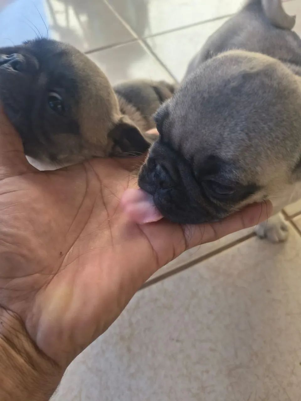 Cachorro PUG  - Foto 3