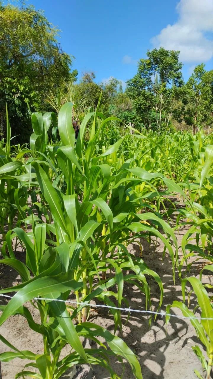 Vendo terreno em  Massarandupió  - Foto 2