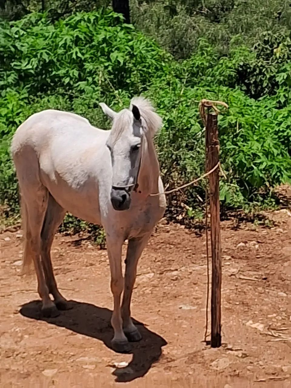 Vendo cavalo  - Foto 2