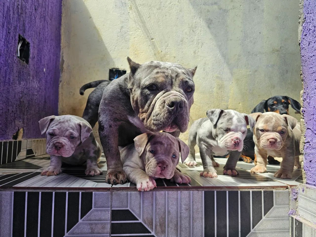 Filhotes de American bully micro 