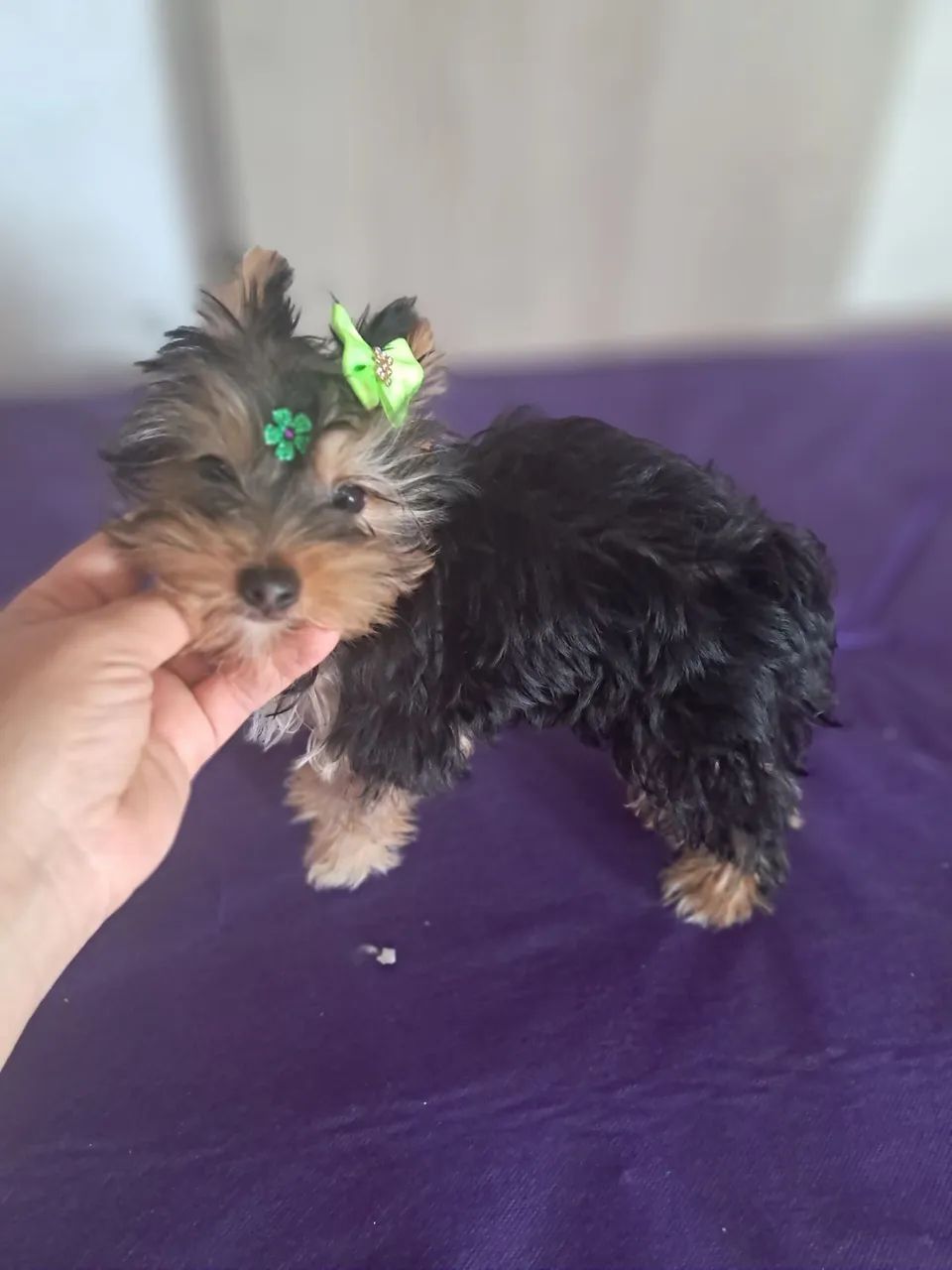 Yorkshire fêmea mini  e macho  - Foto 4