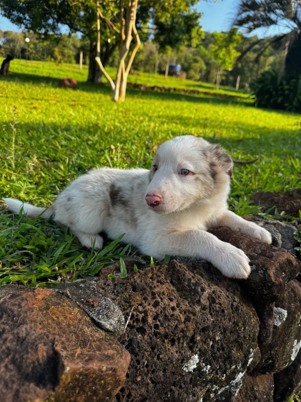 Border collie  - Foto 2