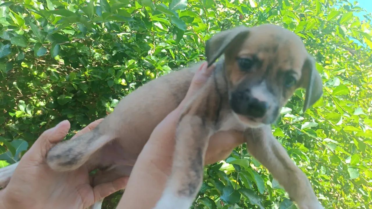 Um filhote Macho !