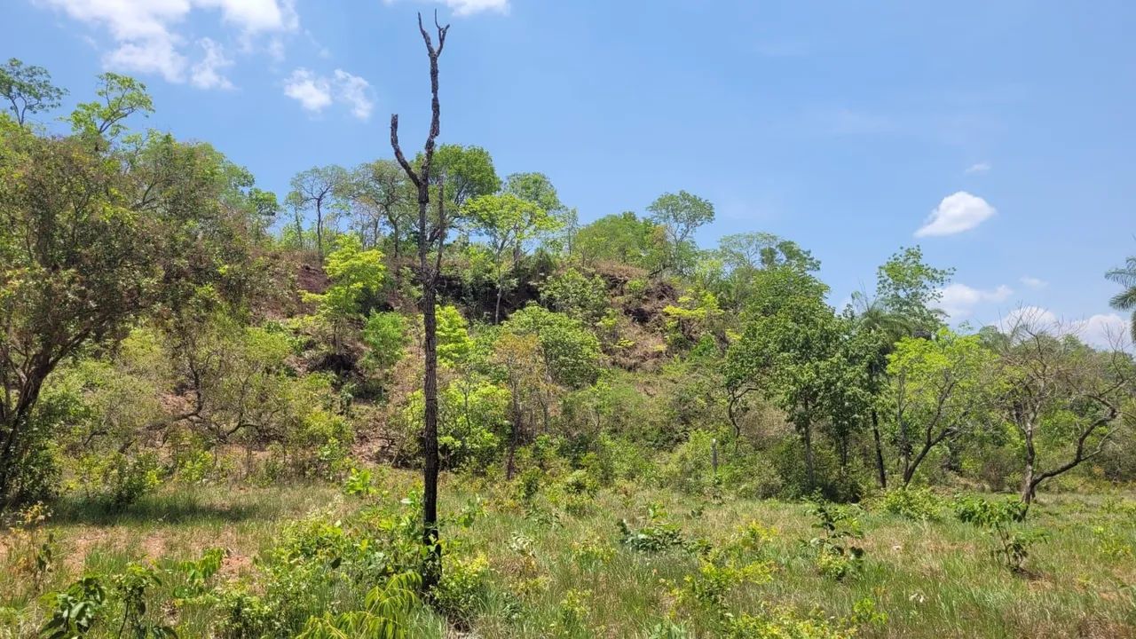 Grande Fazenda à Venda - Ideal para Agricultura e Pecuária - Foto 10