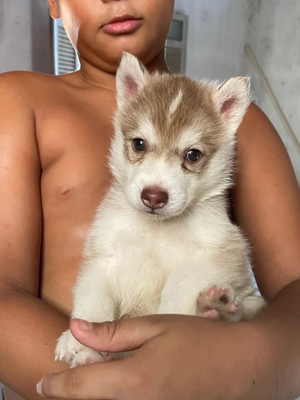 husky siberiano - Foto 4