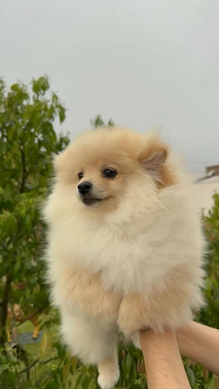 Cachorro  - Foto 3