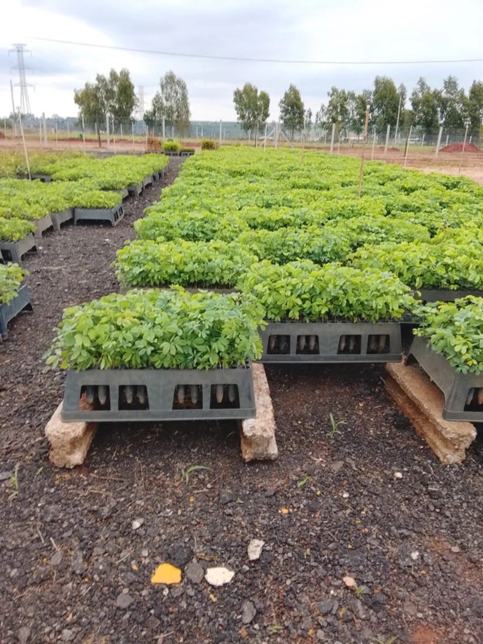 MUDAS DE SANSÃO DO CAMPO - Foto 2