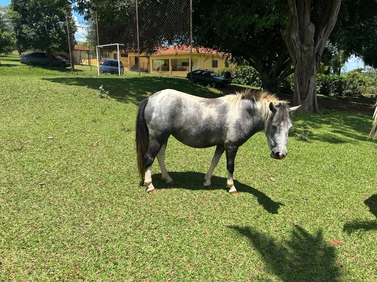 Pônei fêmea 