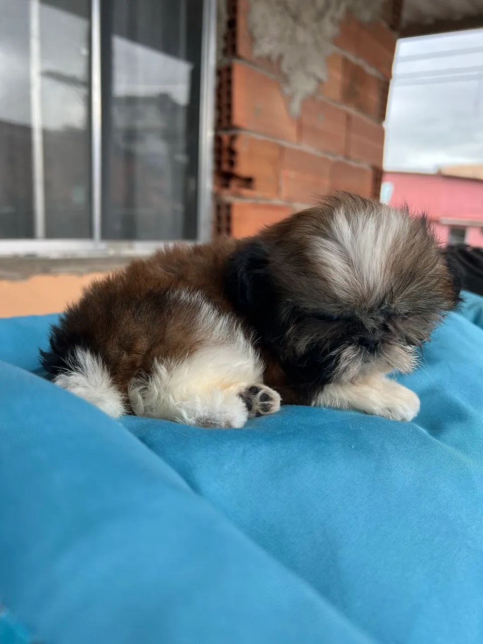 Shih tzu - Foto 4