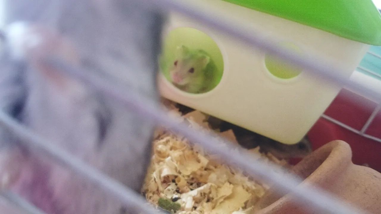 Hamsters anão russo  - Foto 4