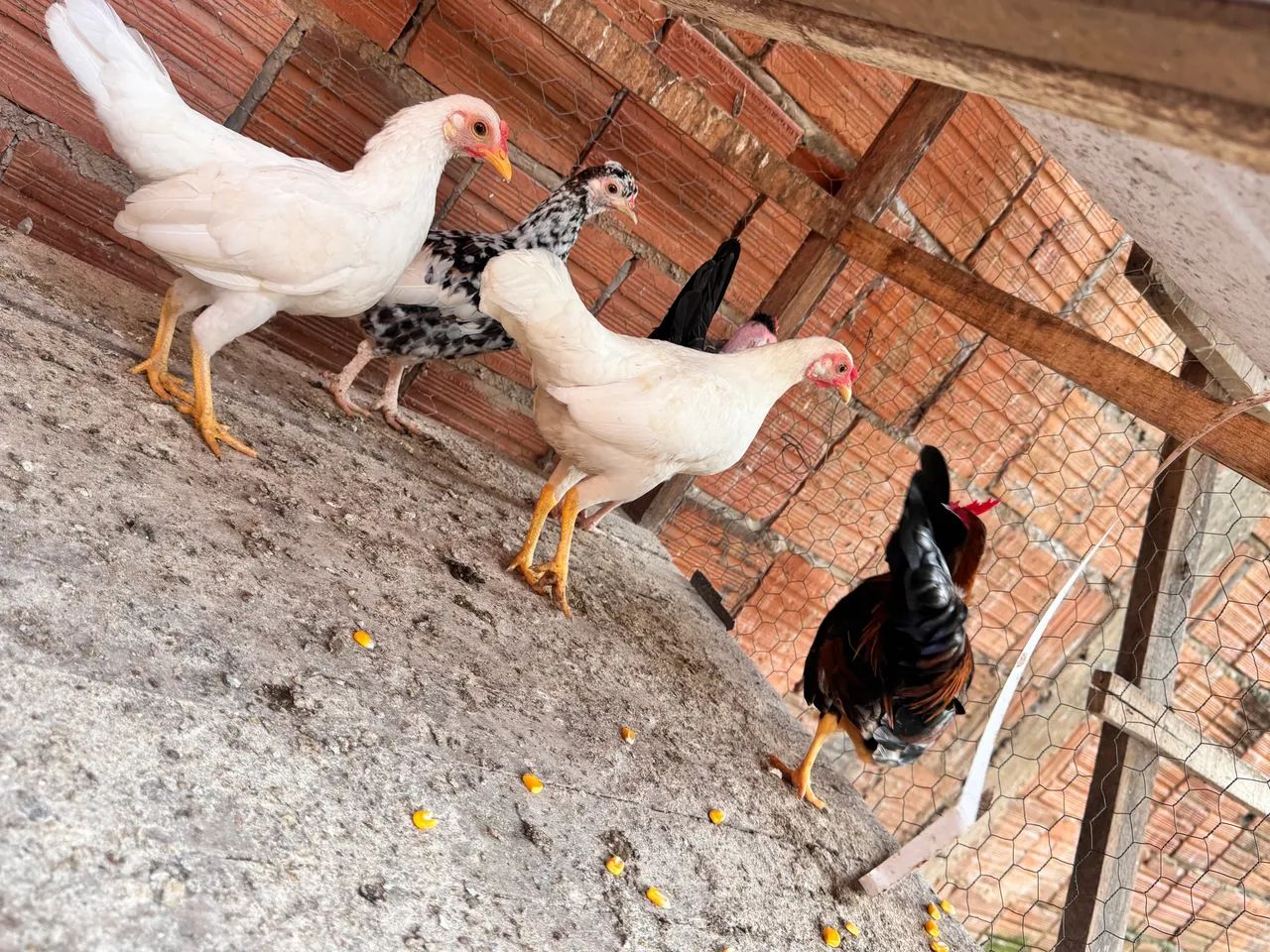 Galinhas garnisés  - Foto 2
