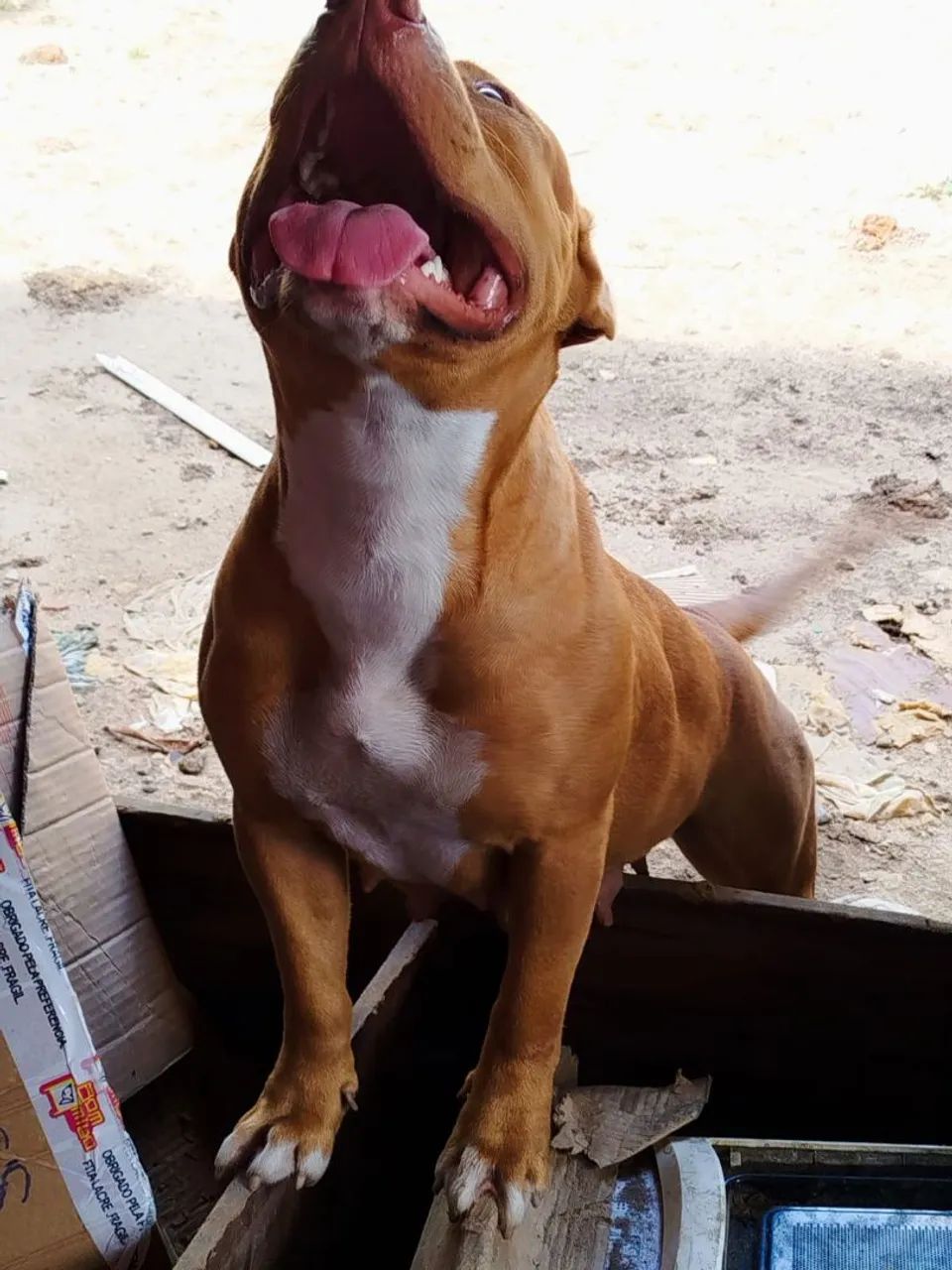 Doação  - Foto 2