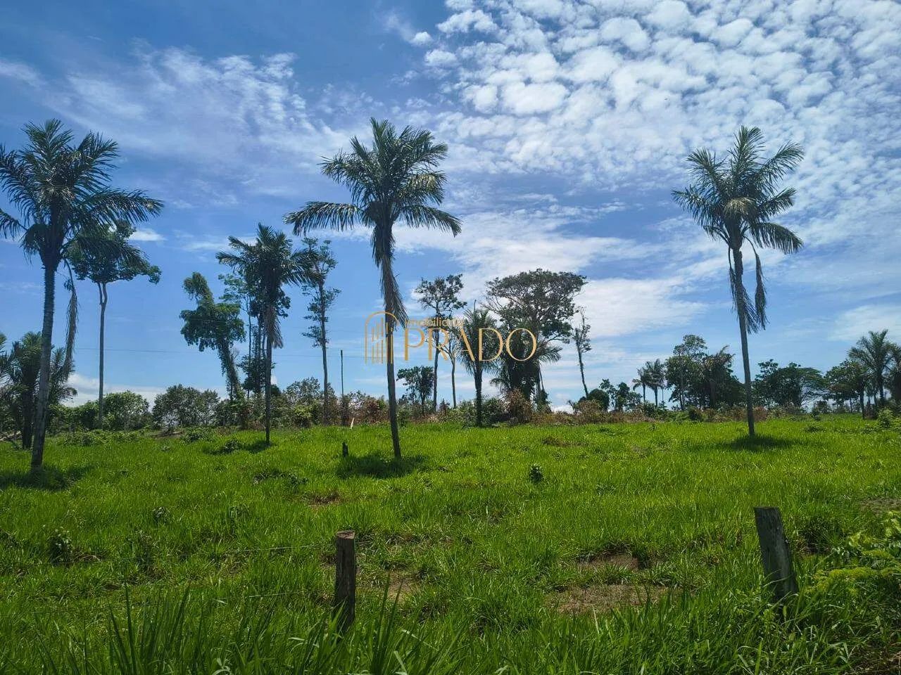 FAZENDA PRODUTIVA À VENDA - Foto 3