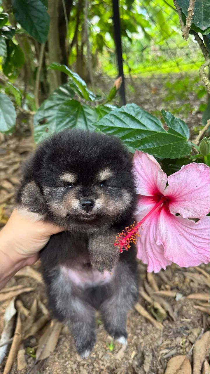 SPITZ ALEMÃO MACHINHO  - Foto 3