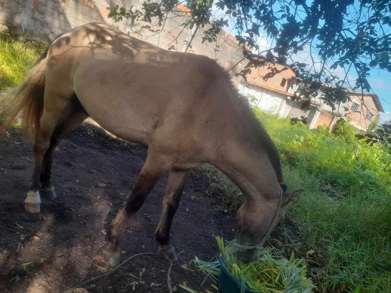 Cavalo - Foto 2