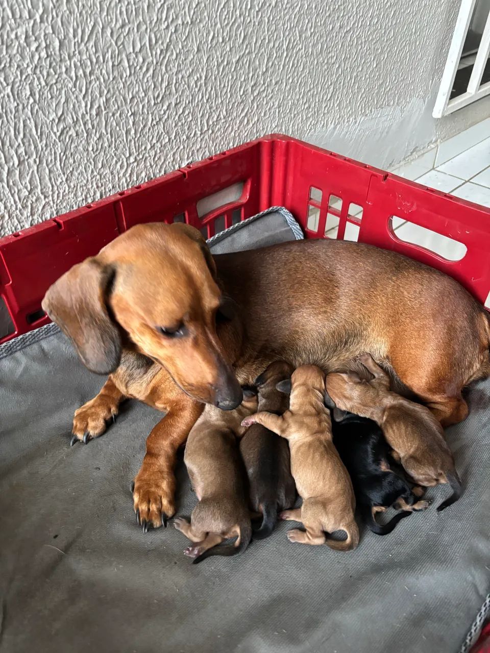Cachorro Salsicha