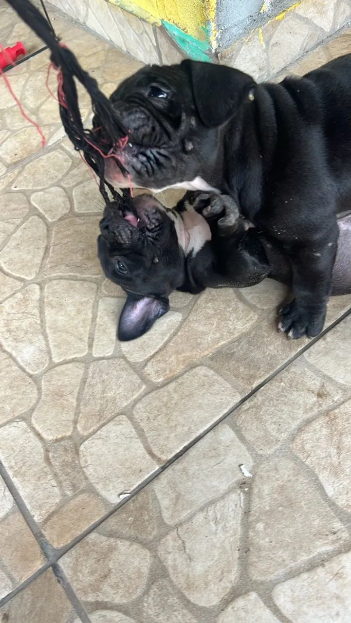 Filhote de american bully 