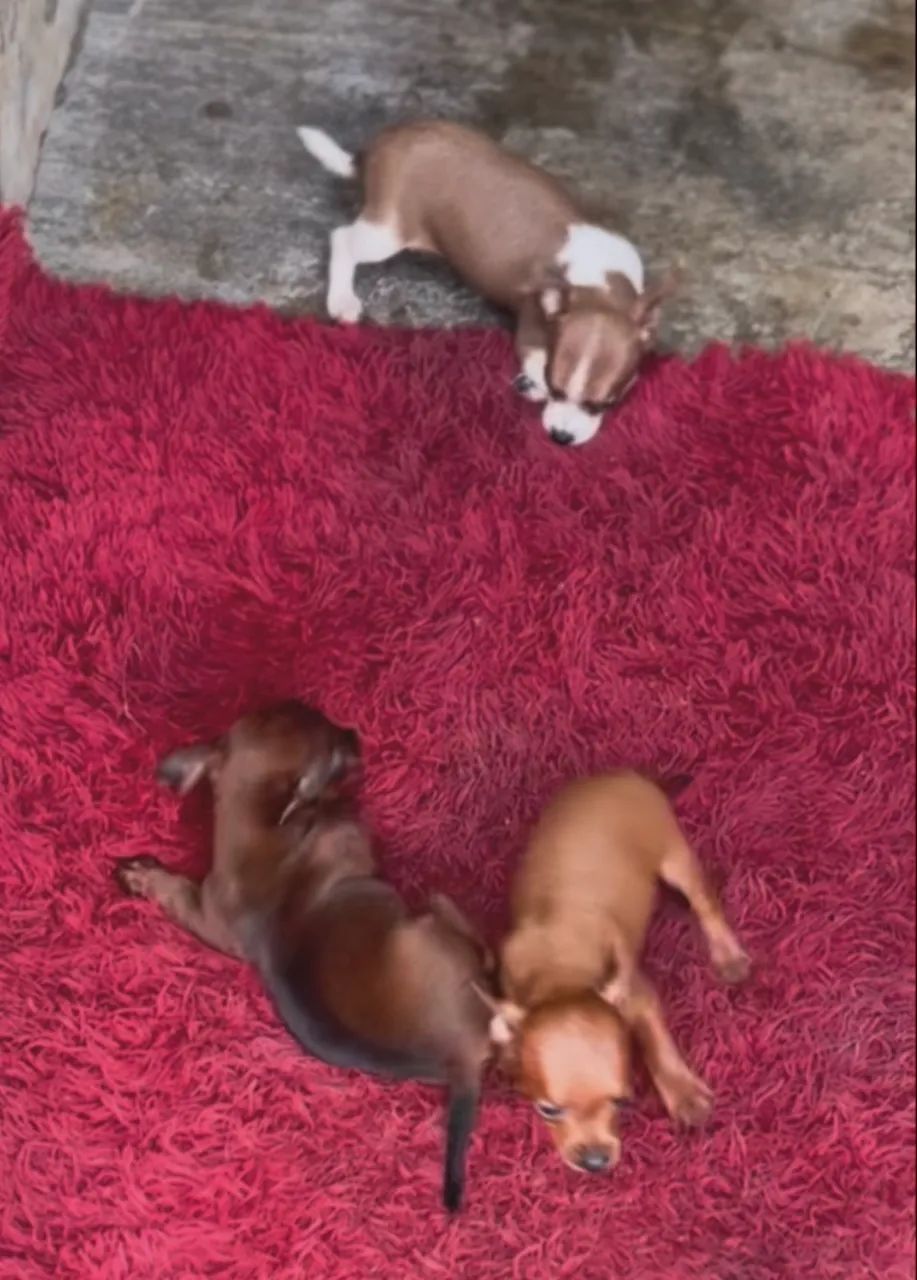 Cachorro  - Foto 5