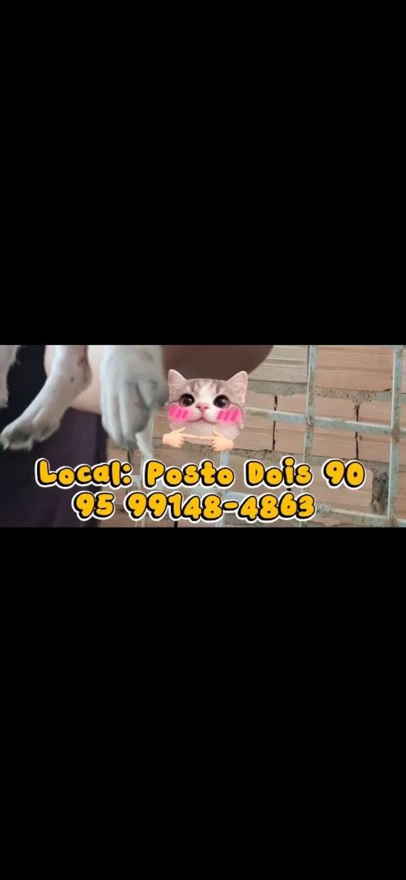 ADOÇÃO MÃE PORTE MEDIO VIRA LATA - Foto 5