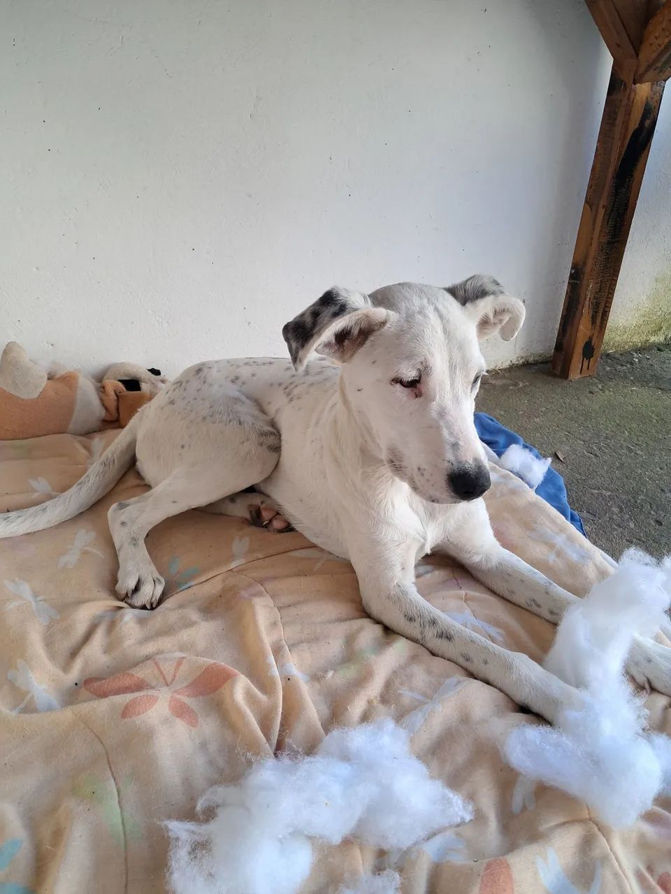 Cão encontrado - Foto 2