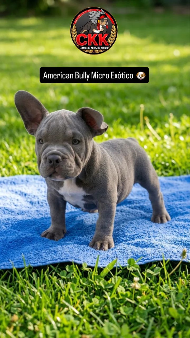 American Bully Micro Exótico 