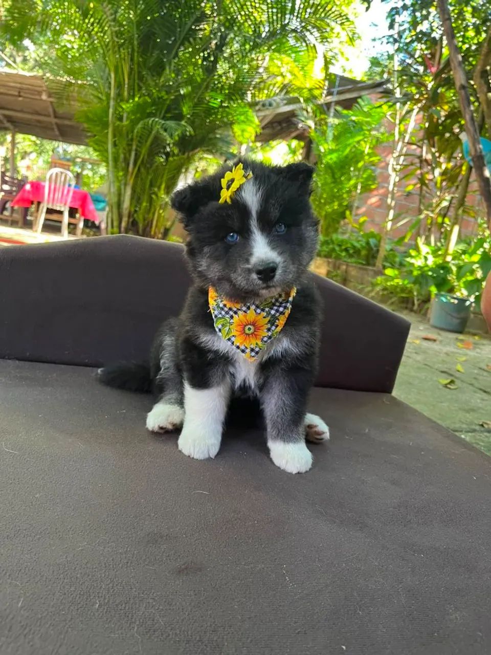 Husky Siberiano filhotes  - Foto 4