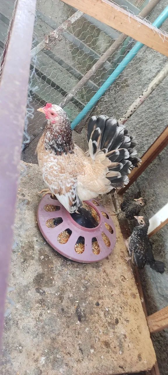 Galinha Garnize 