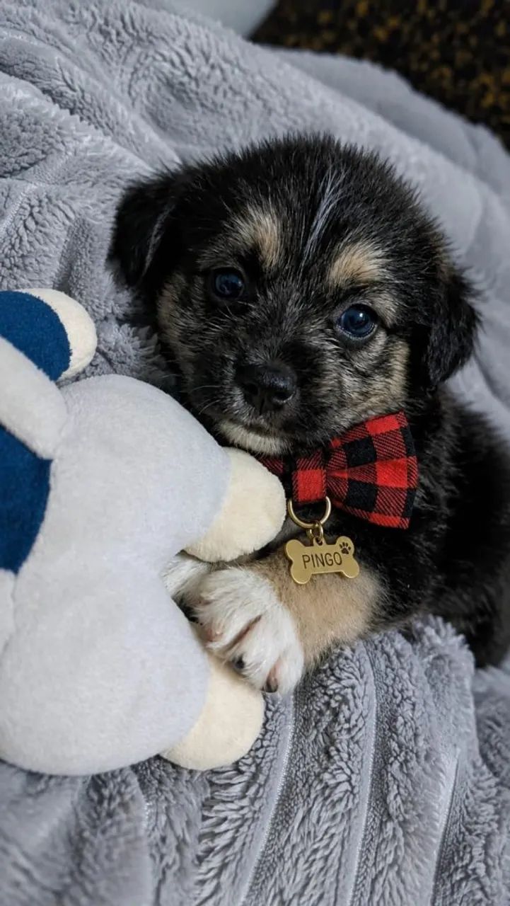 Lhasá apso