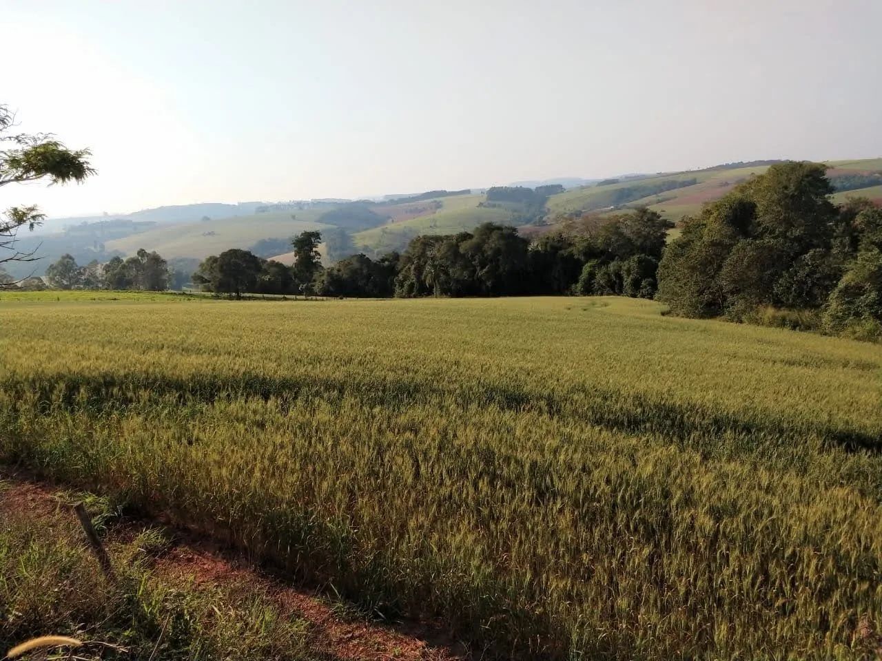 Terreno 10000m2 - Foto 4