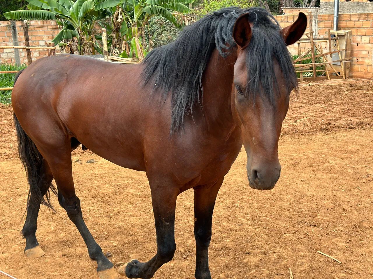Cavalo Manga Larga Marchador
