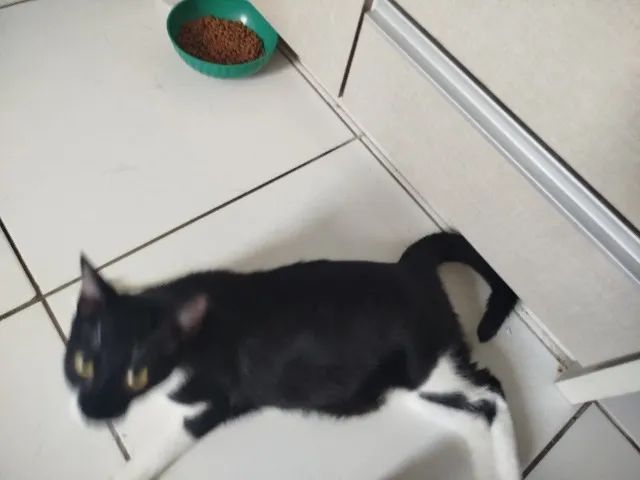 Gata - Adoção  - Foto 5