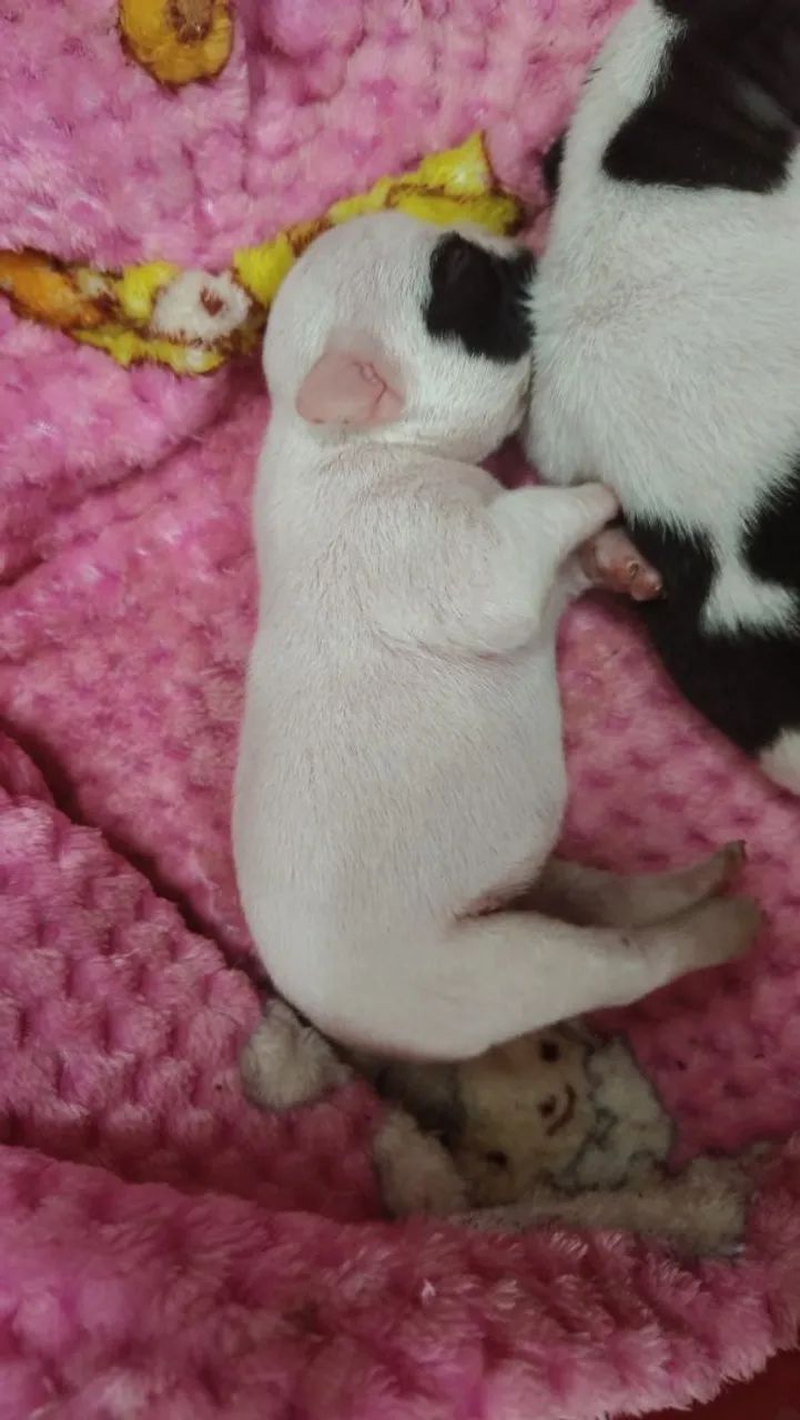 BULDOG FRANCES  - Foto 3