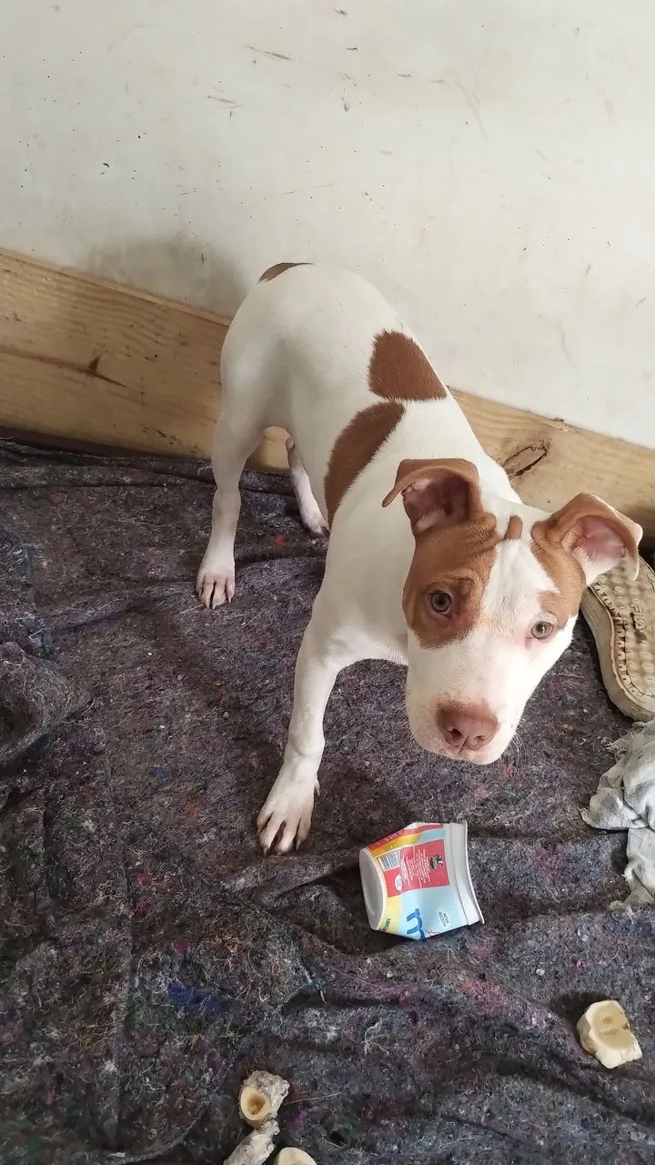 filhote pit.bull
