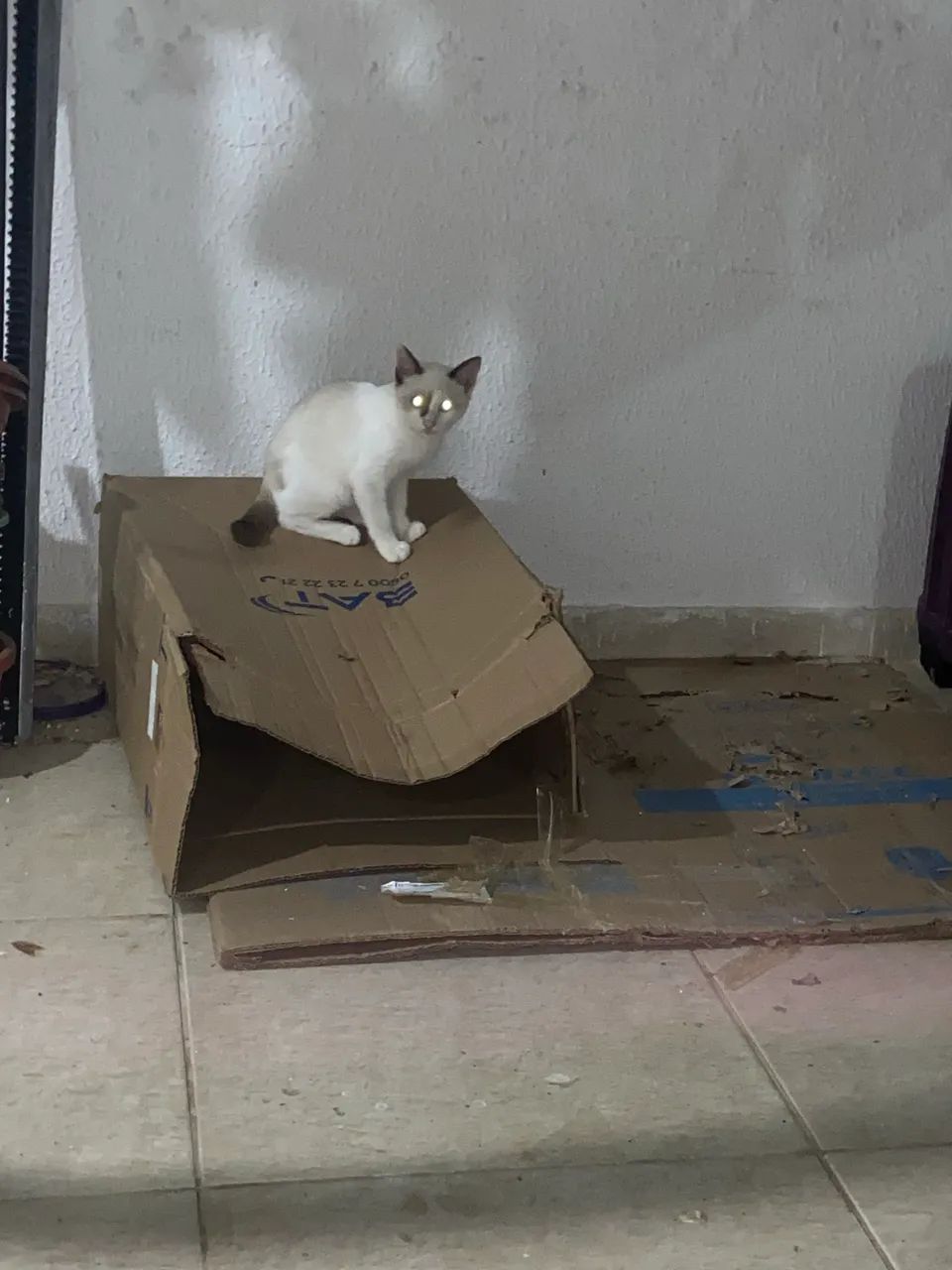 Gato - Foto 4