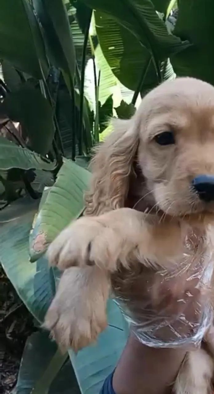 Cocker spaniel filhote docil e lindos 