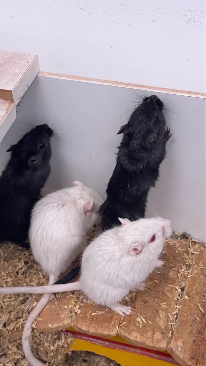 Gerbil / Gerbo / esquilo da Mongólia  - Foto 4