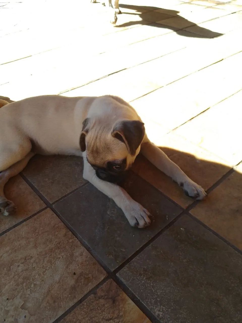 Pug fêmea 