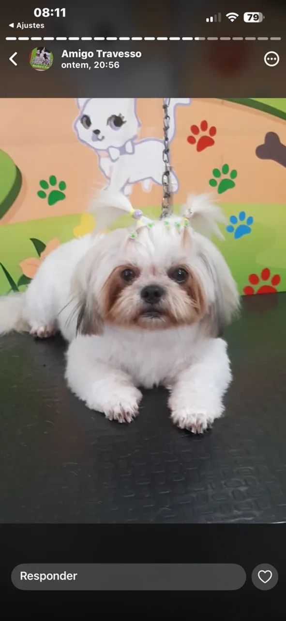 Pet - Foto 5